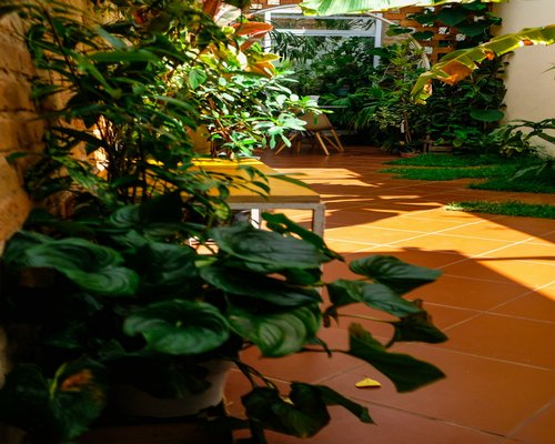 Detalle de plantas de interior iluminadas por el sol